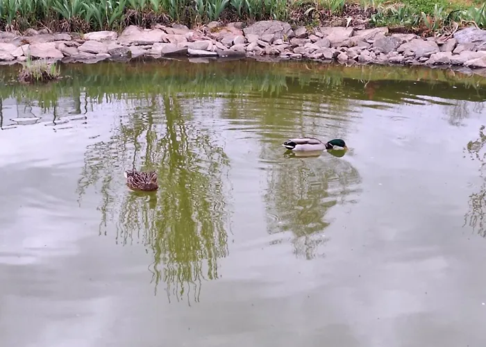 Bed & Breakfast La Grenouille Amoureuse